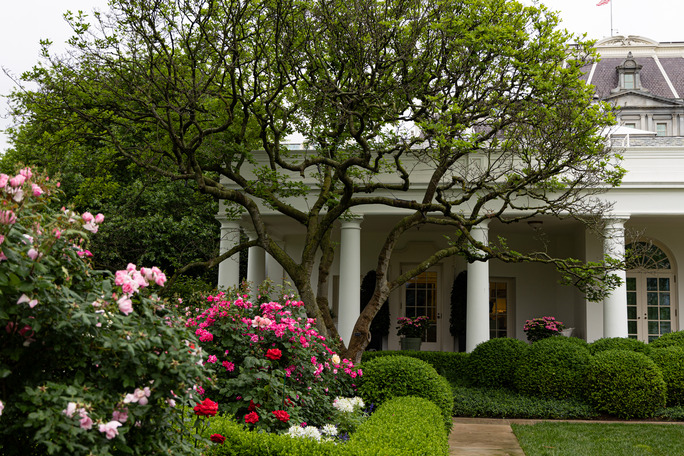 Roses in full bloom surround the White House Rose Garden. 