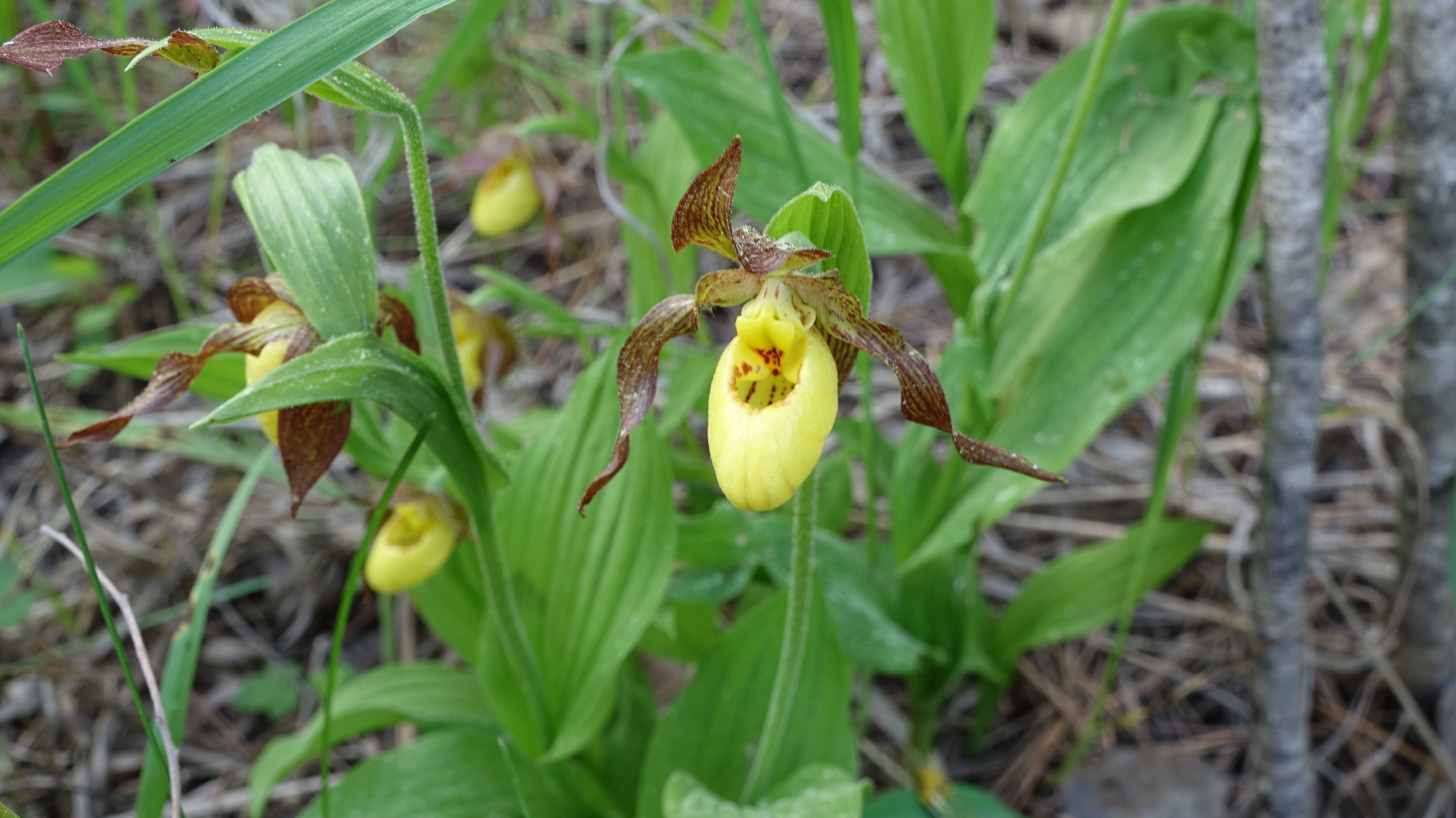 a cup shaped flower with yellow and brown petals