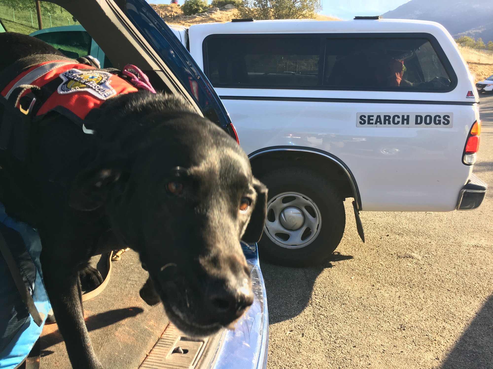 A search dog sits in the back of a sport utility vehicle. 
