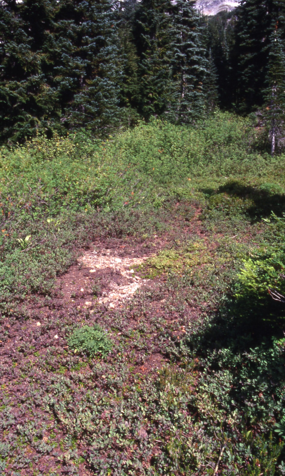 A clearing of shrubs and wildflowers with a bald patch in the center. In the background are tall trees.