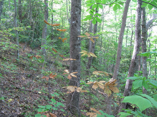 GRSM Accuracy Assessment. Plot Code: GRSM_AA_0175_4