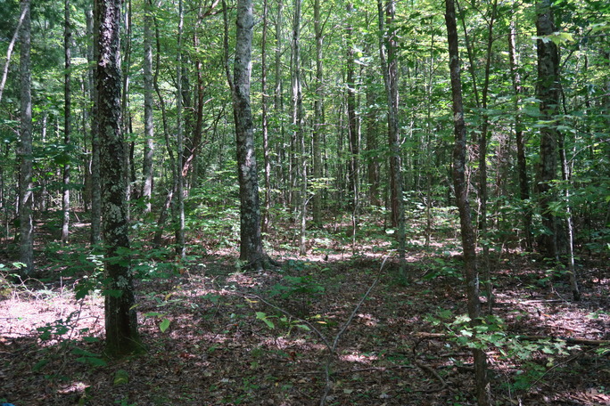 GRSM Accuracy Assessment. Plot Code: GRSM_AA_0890_3