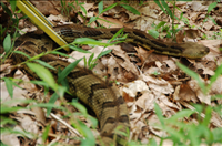 Timber rattlesnake (Crotalus horridus), Catoctin Mountain Park, 2015.. Interestingly, this is the only snake in Maryland with a rattle. The timber rattlesnake is the second most northerly-distributed venomous snake in North America (the first is its cousin in the west, the prairie rattlesnake). This snake has long fangs, an impressive build and high venom yield; however, it also has a mild disposition and long brumation (i.e., dormancy in reptiles) time. This species is shy and prefers to avoid areas frequented by humans. However, it will readily bite if provoked. So, keep your distance.