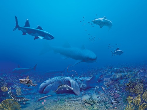 Sharks of all sizes swim in a sea of blue above floor of coral and smaller marine life.