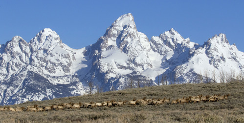 A herd of elk stand in front of snow-covered mountains