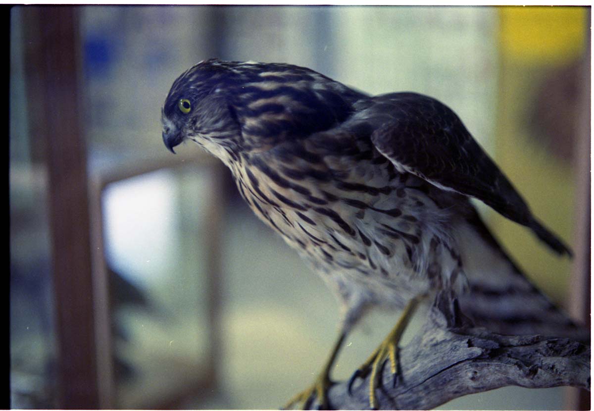 Color Photos of stuffed animals in the old visitor center exhibits.