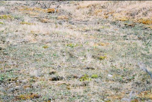 7 Gates of the Arctic National Park and Preserve Itkillik Birds Survey June 2006