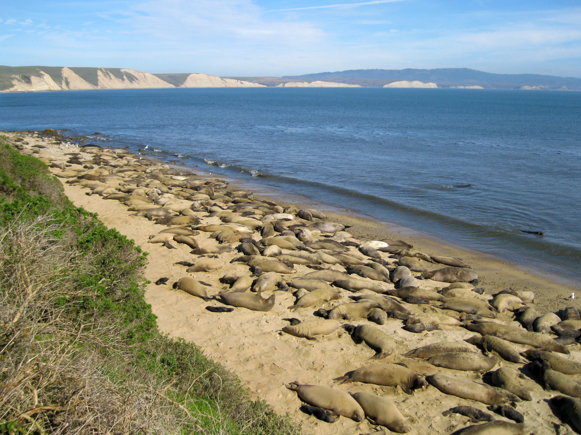 View of a long stretch of beach covered mostly by elephant seal cows and pups
