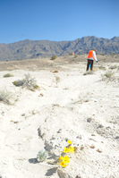 The rare critically endangered Las Vegas Bearpoppy was in bloom during the Tule Springs Fossil Beds National Monument Cleanup