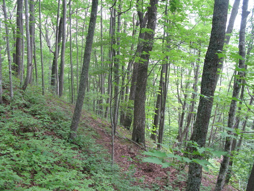 GRSM Accuracy Assessment. Plot Code: GRSM_AA_0264_3