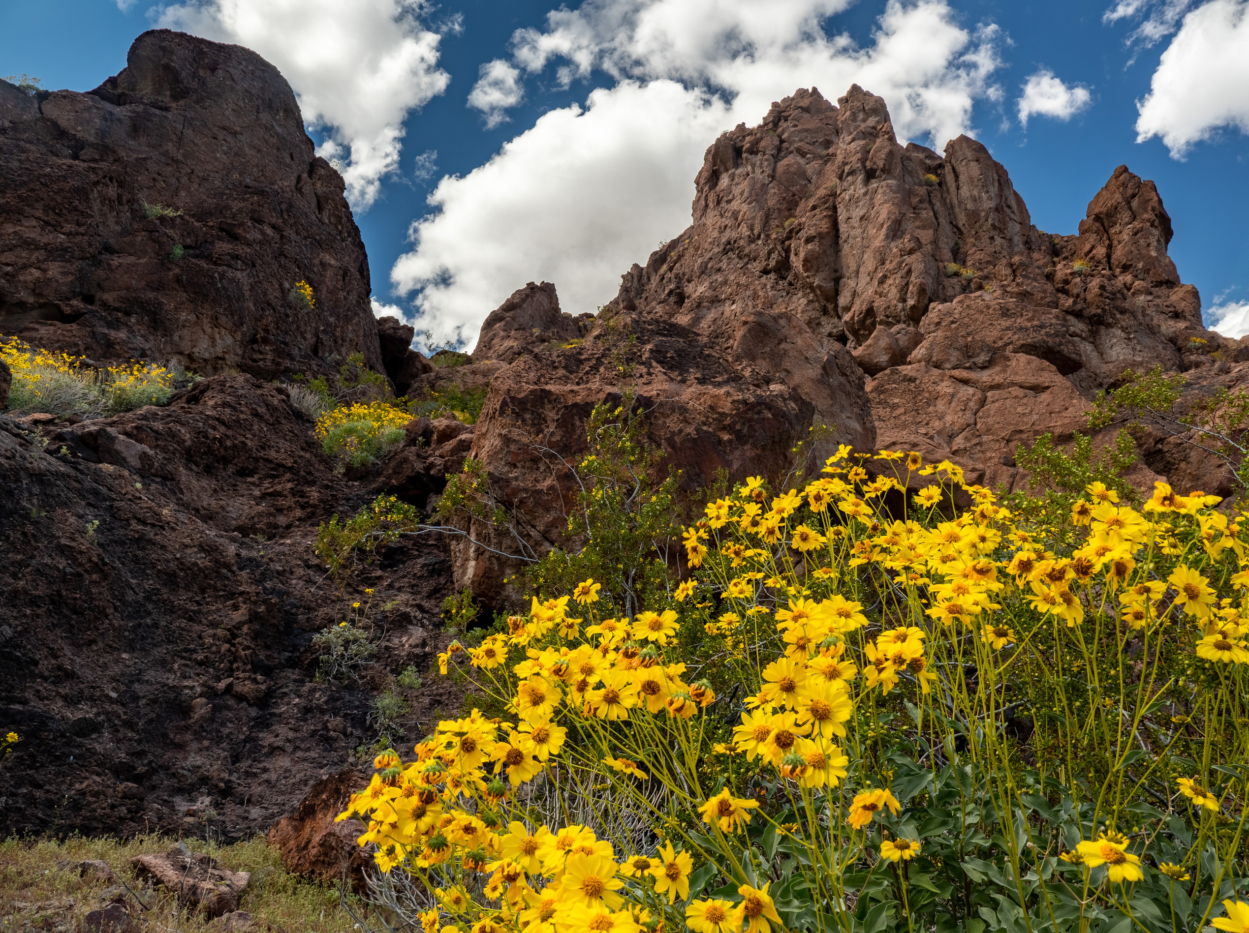yellow wildflowers foreground, rough hills and cloudy sky in distance