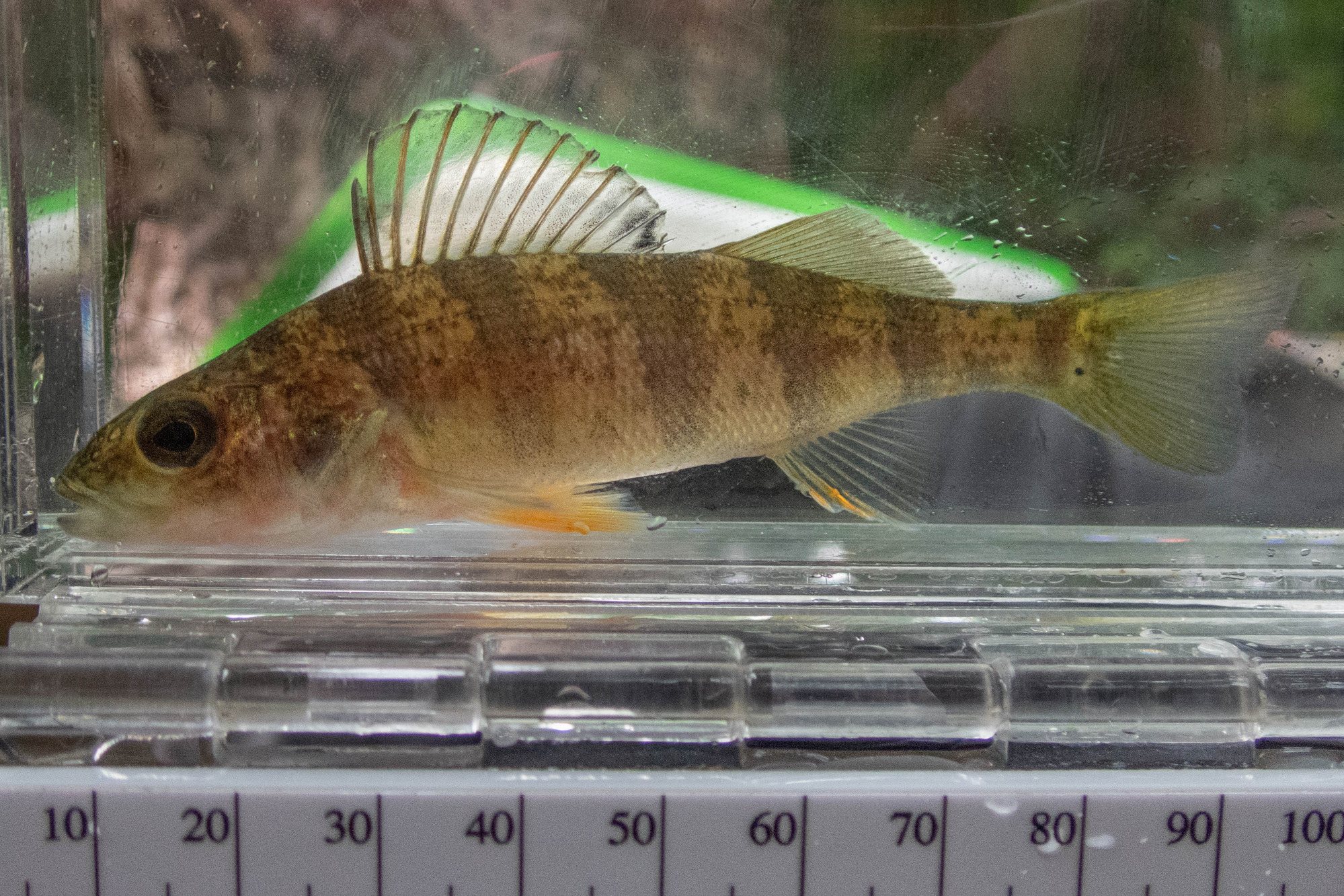 Perca flavescens (yellow perch) - full body, juvenile
