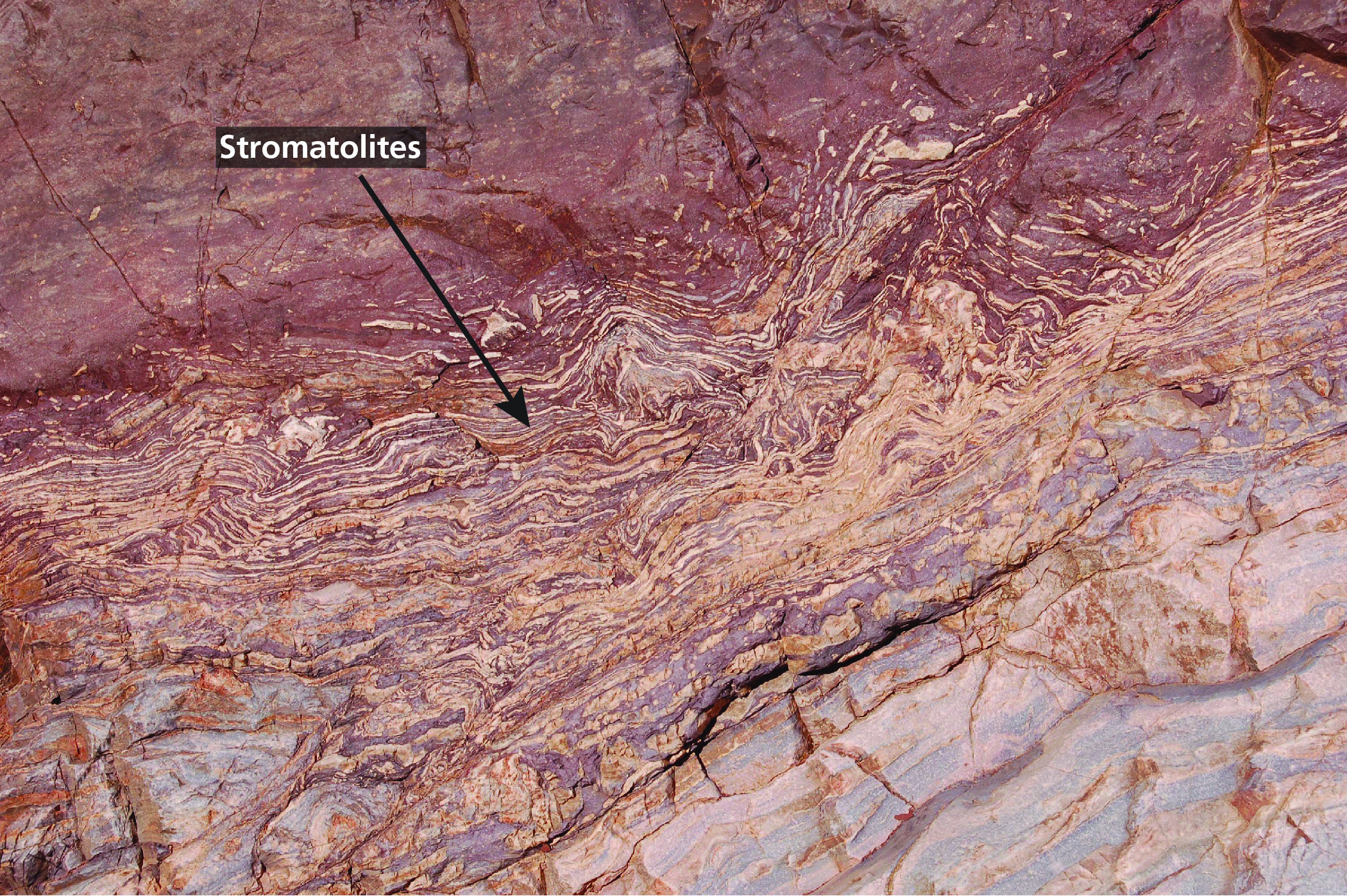 Photograph of stromatolites in the Mesoproterozoic Bass Formation. The stromatolites appear as alternating bands of tan and brown. 