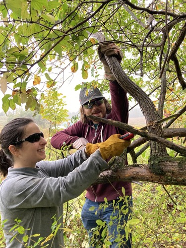 Two volunteers wearing safety glasses and gloves use a hand saw to cut bush honeysuckle during a weed warriors event