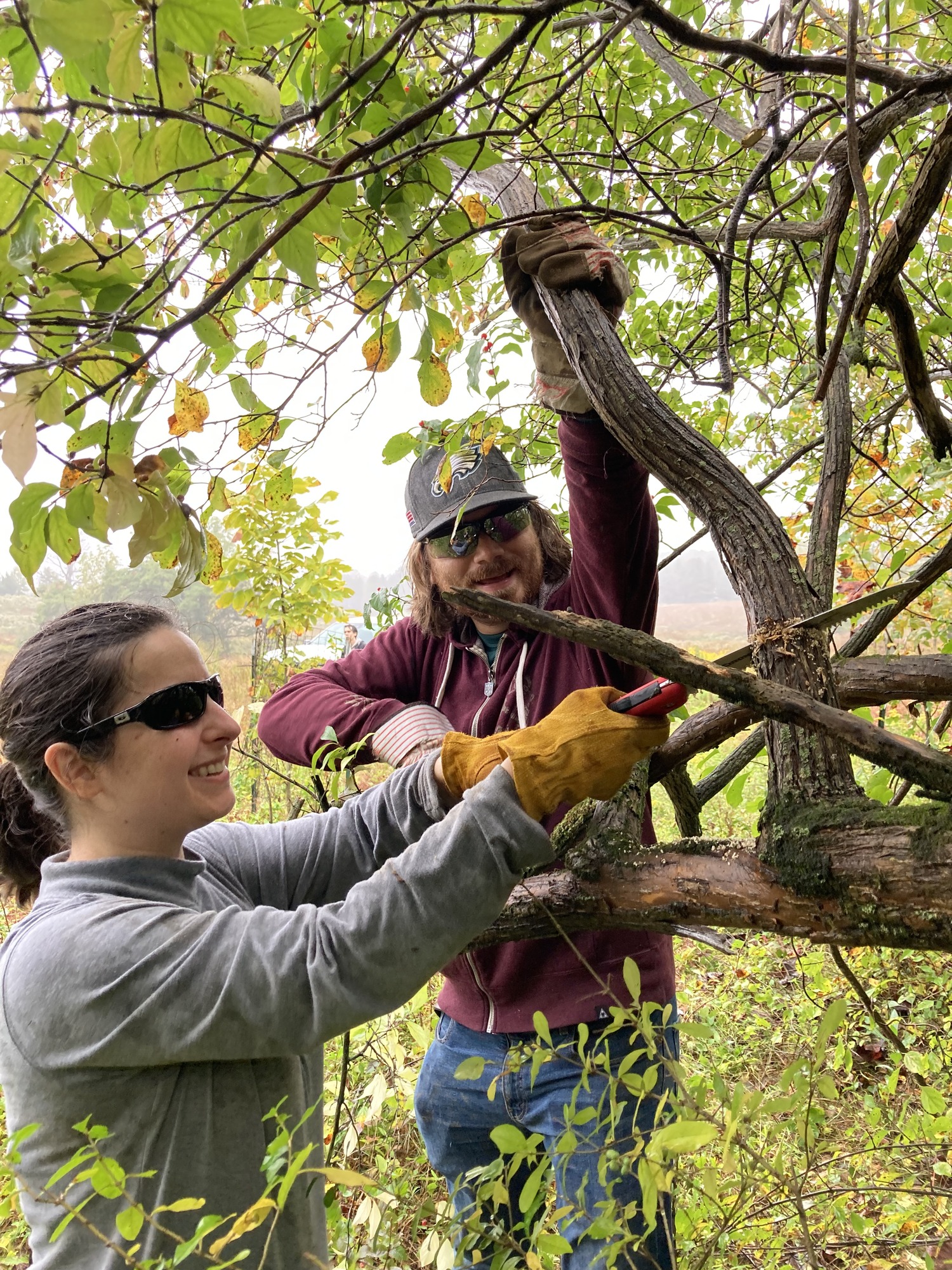 Two volunteers wearing safety glasses and gloves use a hand saw to cut bush honeysuckle during a weed warriors event