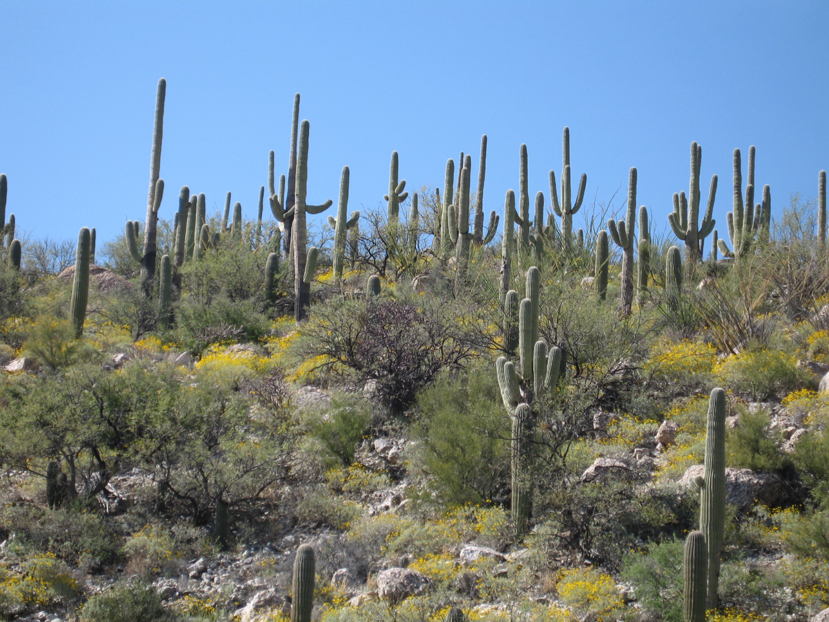 Hillside covered with many columnar cacti and other green desert vegetation. The columnar cacti and their arms are outlined against a blue sky.