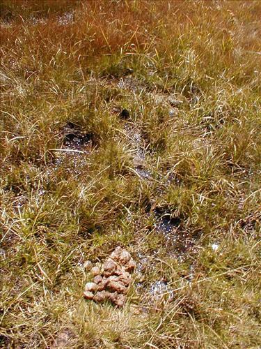Meadow impacts from stock use at Lower Rock Creek Crossing, Sequoia and Kings Canyon National Park