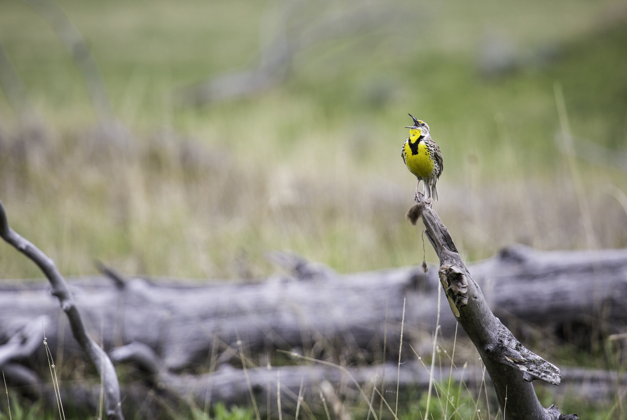 Western meadowlark singing from on top of a fallen tree branch