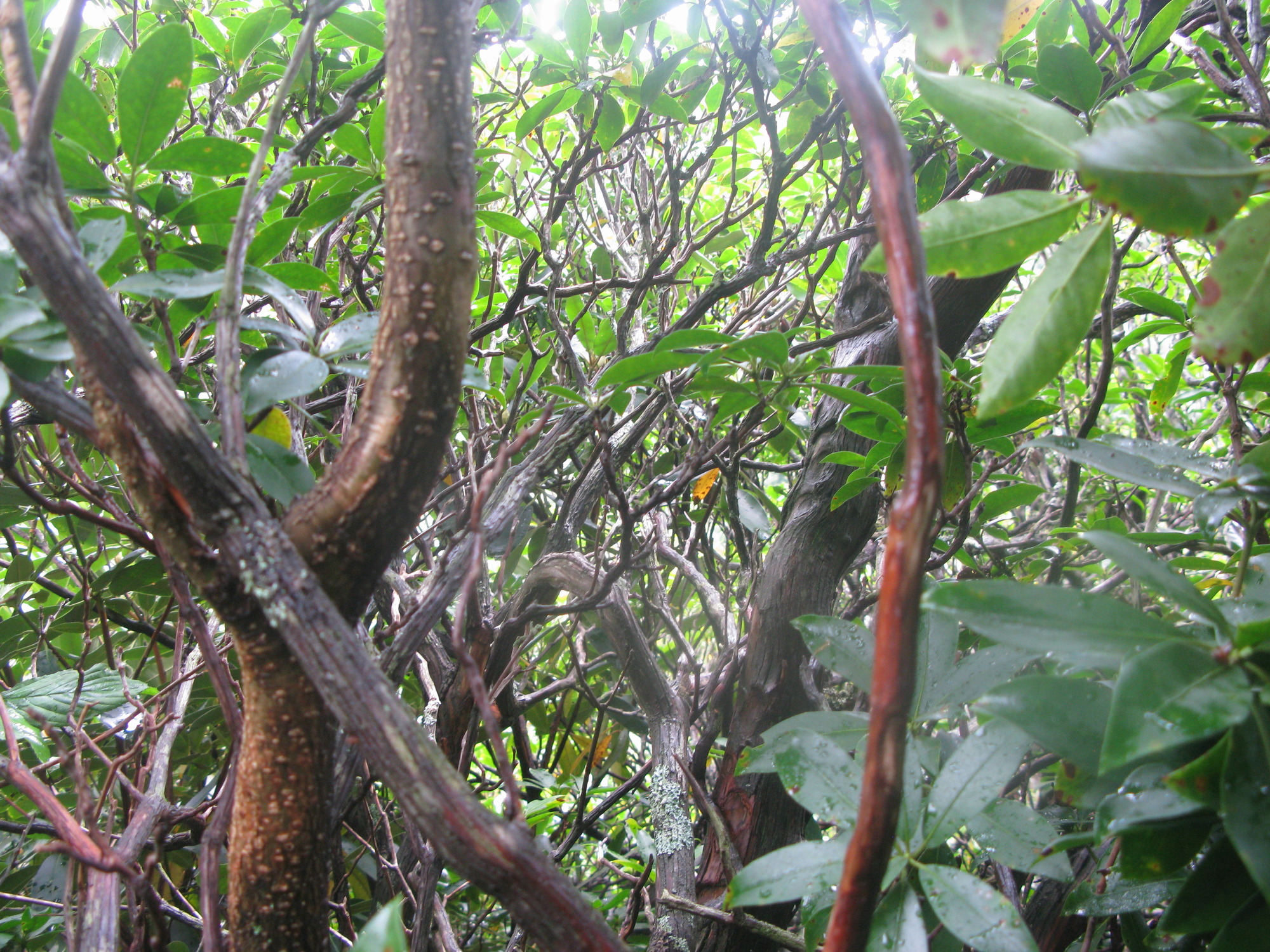 GRSM Accuracy Assessment. Plot Code: GRSM_AA_0387_3