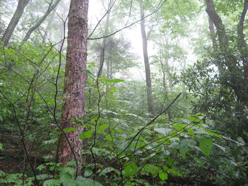 GRSM Accuracy Assessment. Plot Code: GRSM_AA_0103_3