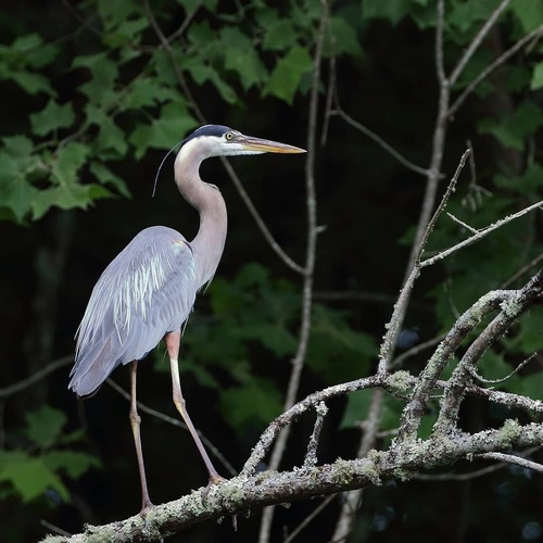 A large blue gray bird with love gray legs and a heavy long orangish yellow beak, and a dark head plume.