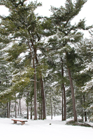 Bench on a plaza under a batch of trees covered in snow