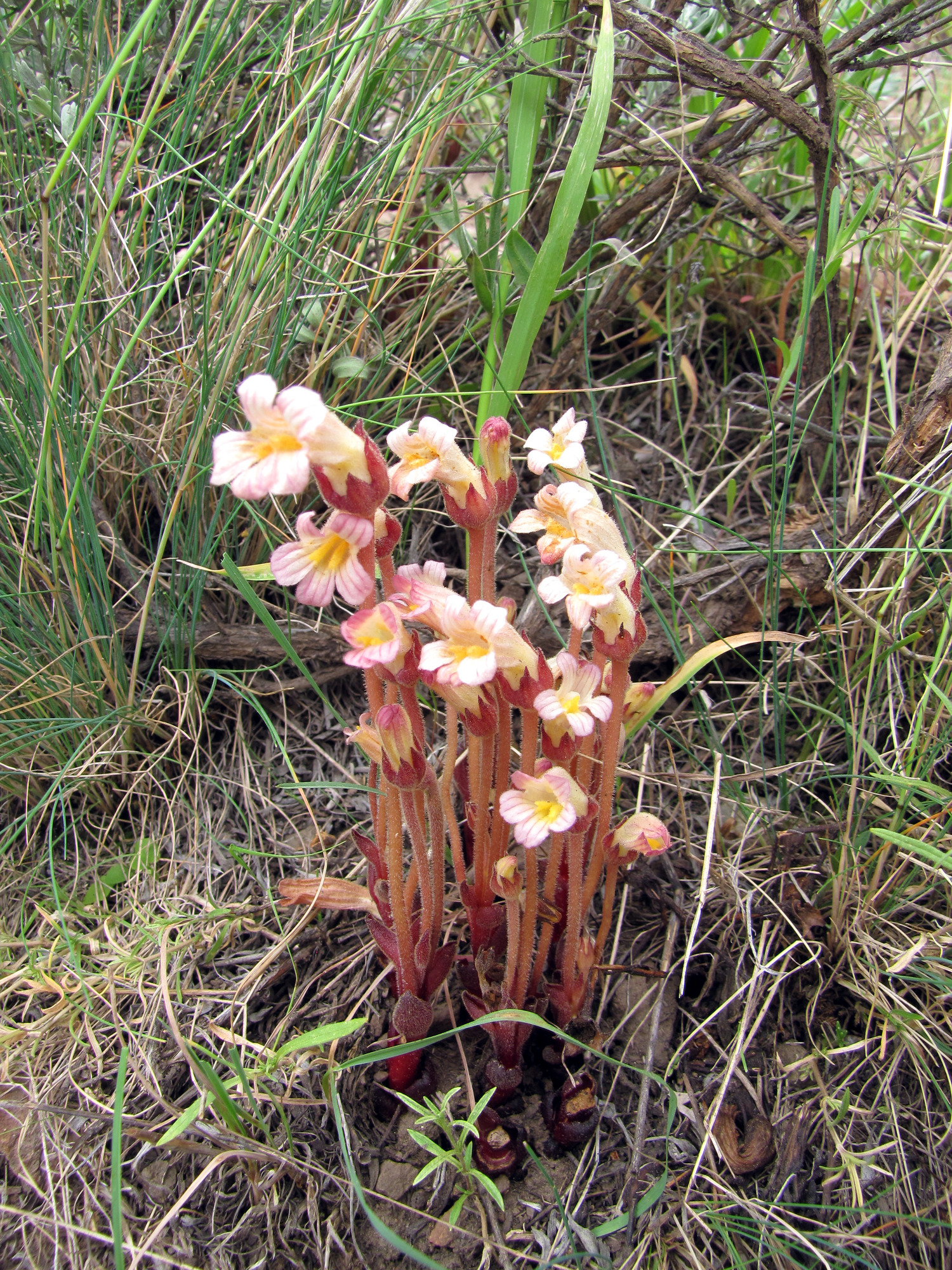Cluster of stalks with pink flowers on them