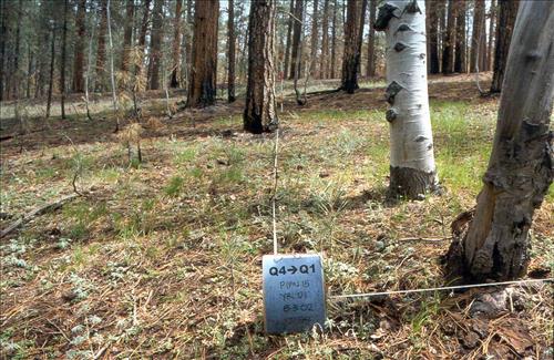 Fire effects monitoring of Plot PIPN15 Q4-Q1 on Tower Fire Use Fire at Grand Canyon NP 2001-2003