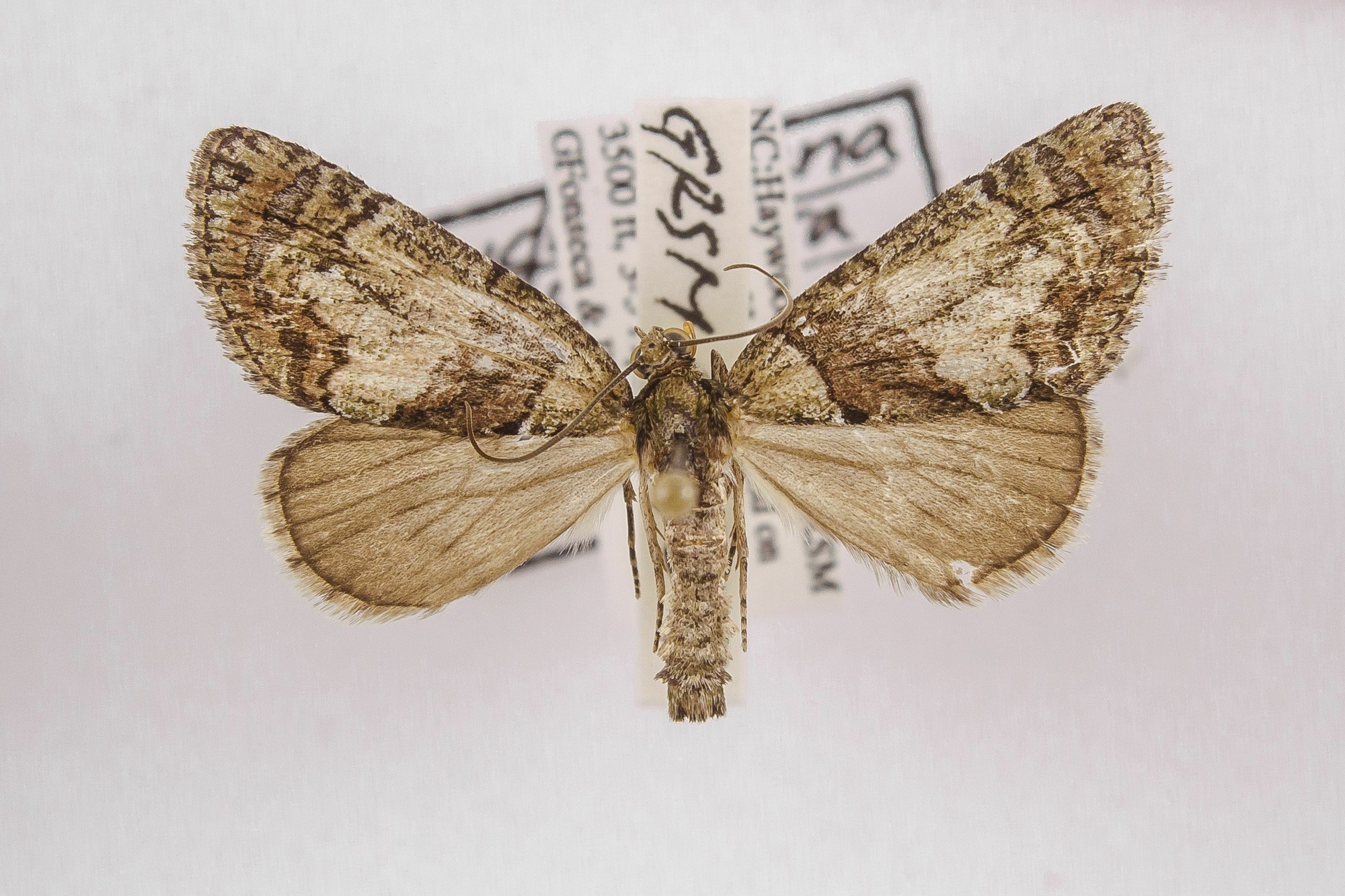 Image of Hydriomena pluviata, a species of Animalia