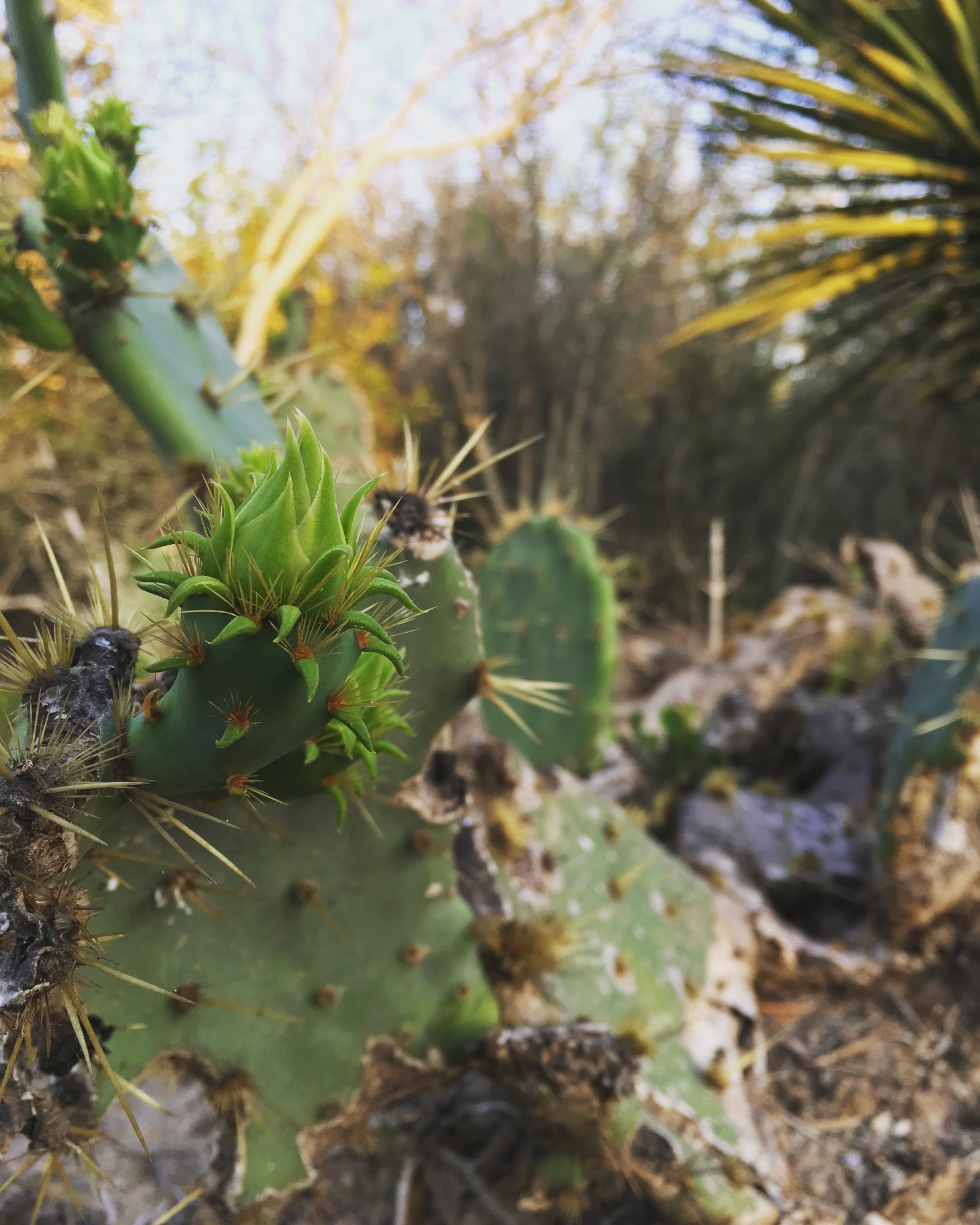 A new prickly pear 
