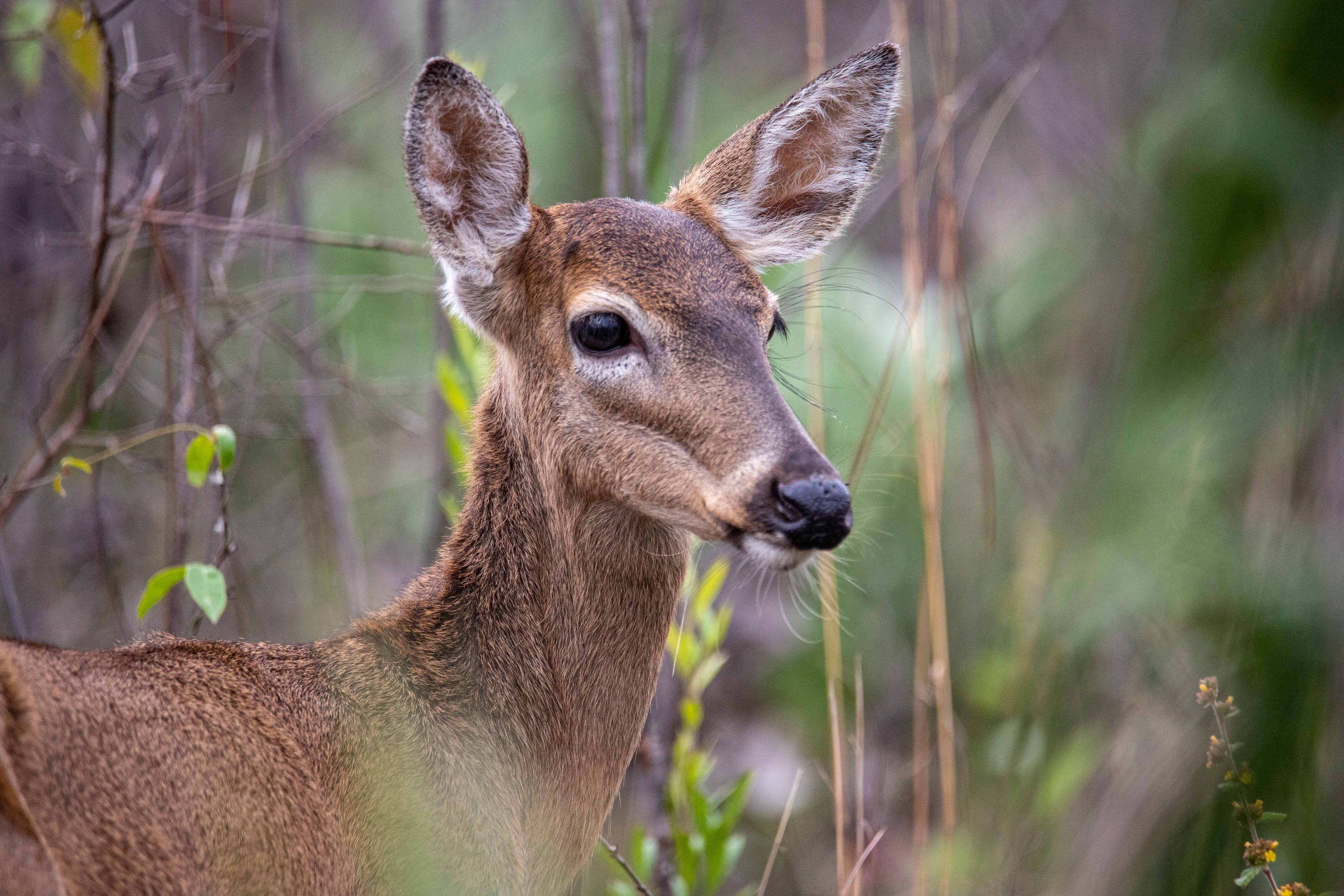 A close-up photo of a White-tailed Deer in a Pineland forest.