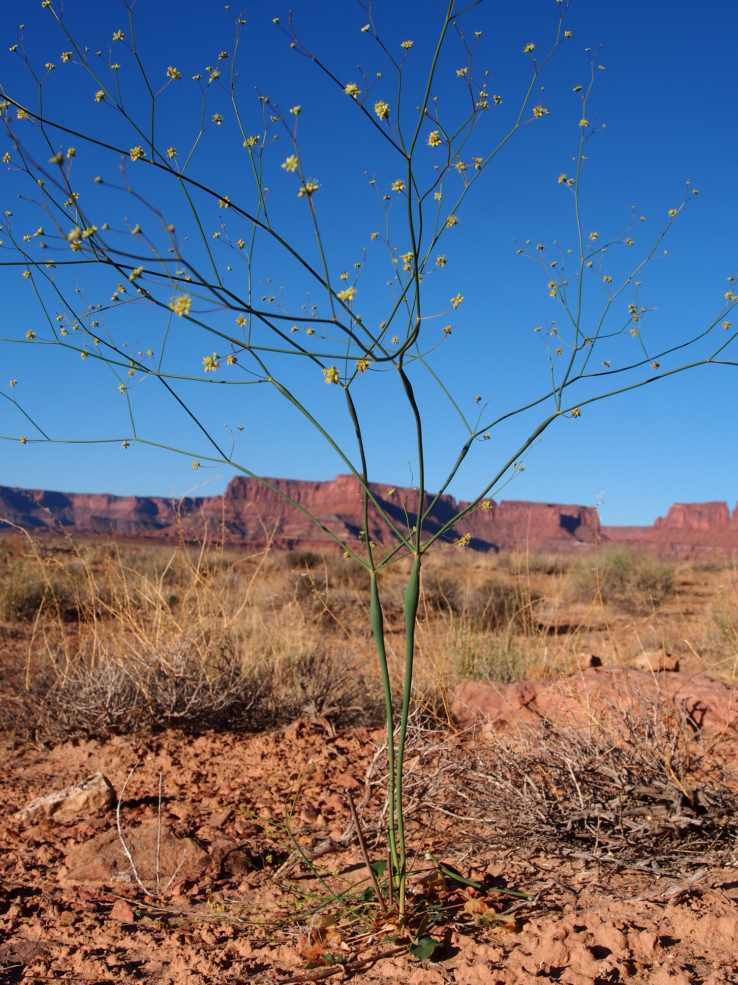 Open umbellate-cymose infloresence of light yellow flowers