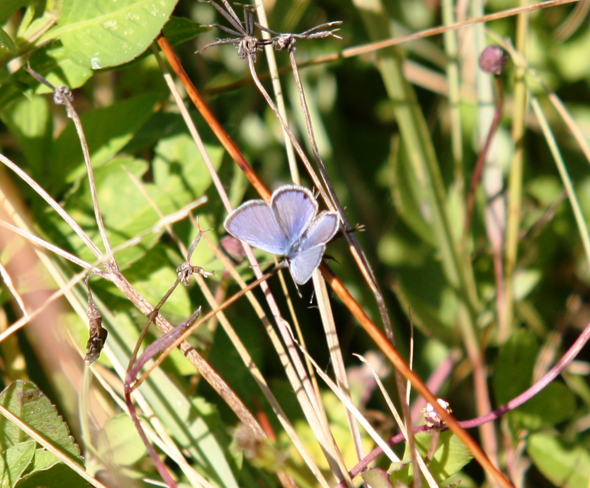 Butterfly on grass