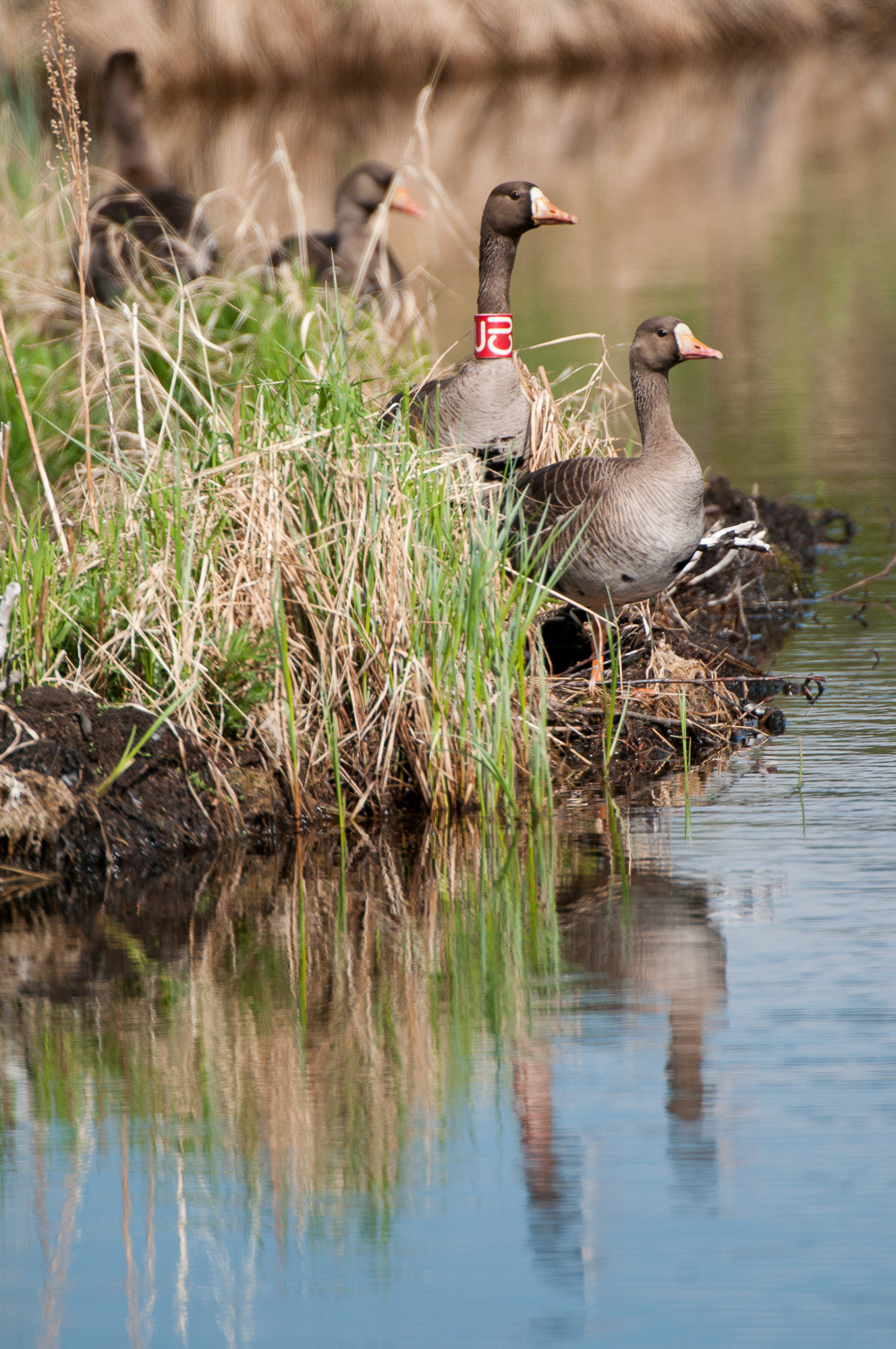 four geese, one of which has a red band around its neck