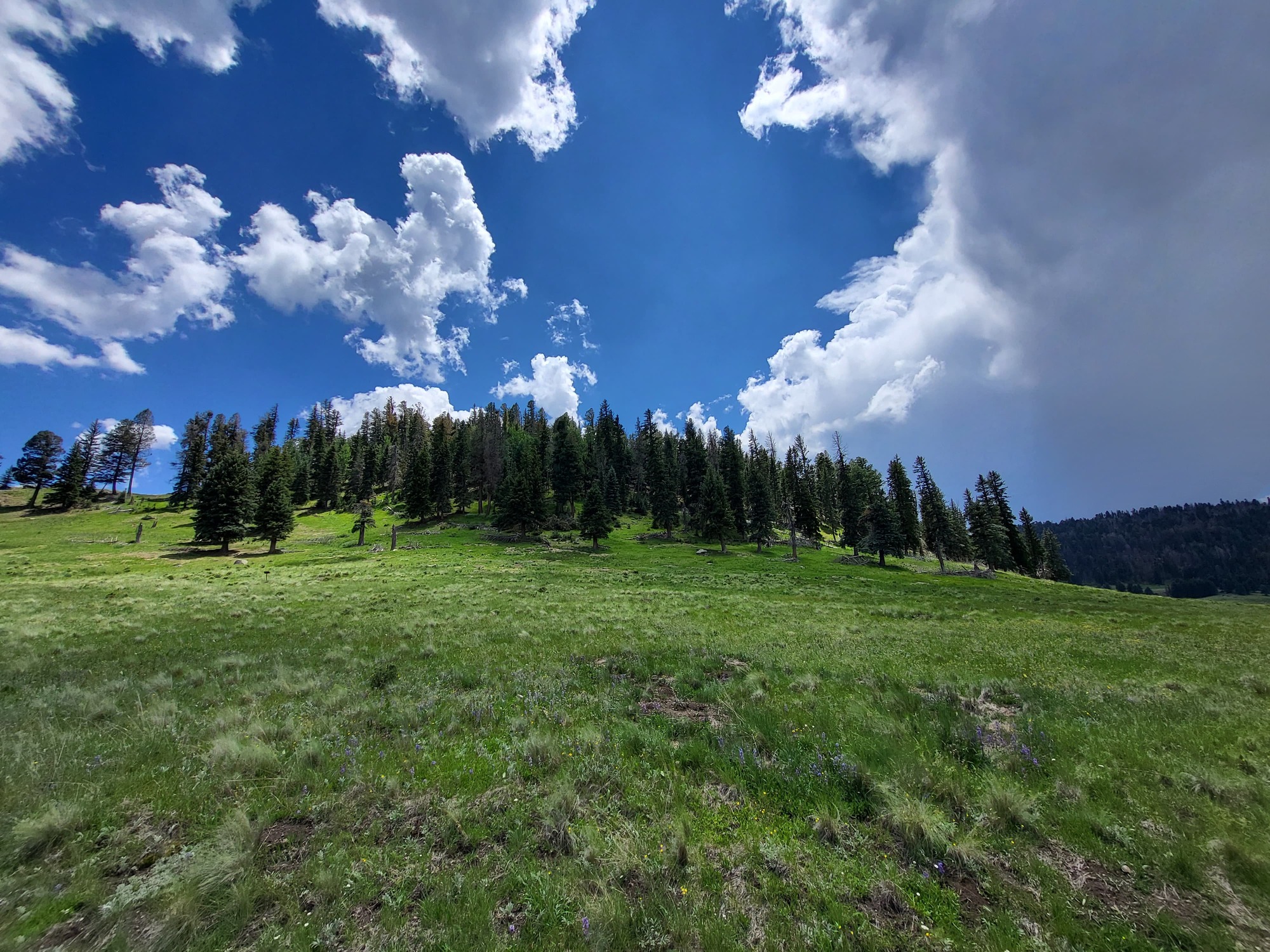 A grassy hill with evergreen trees at the top