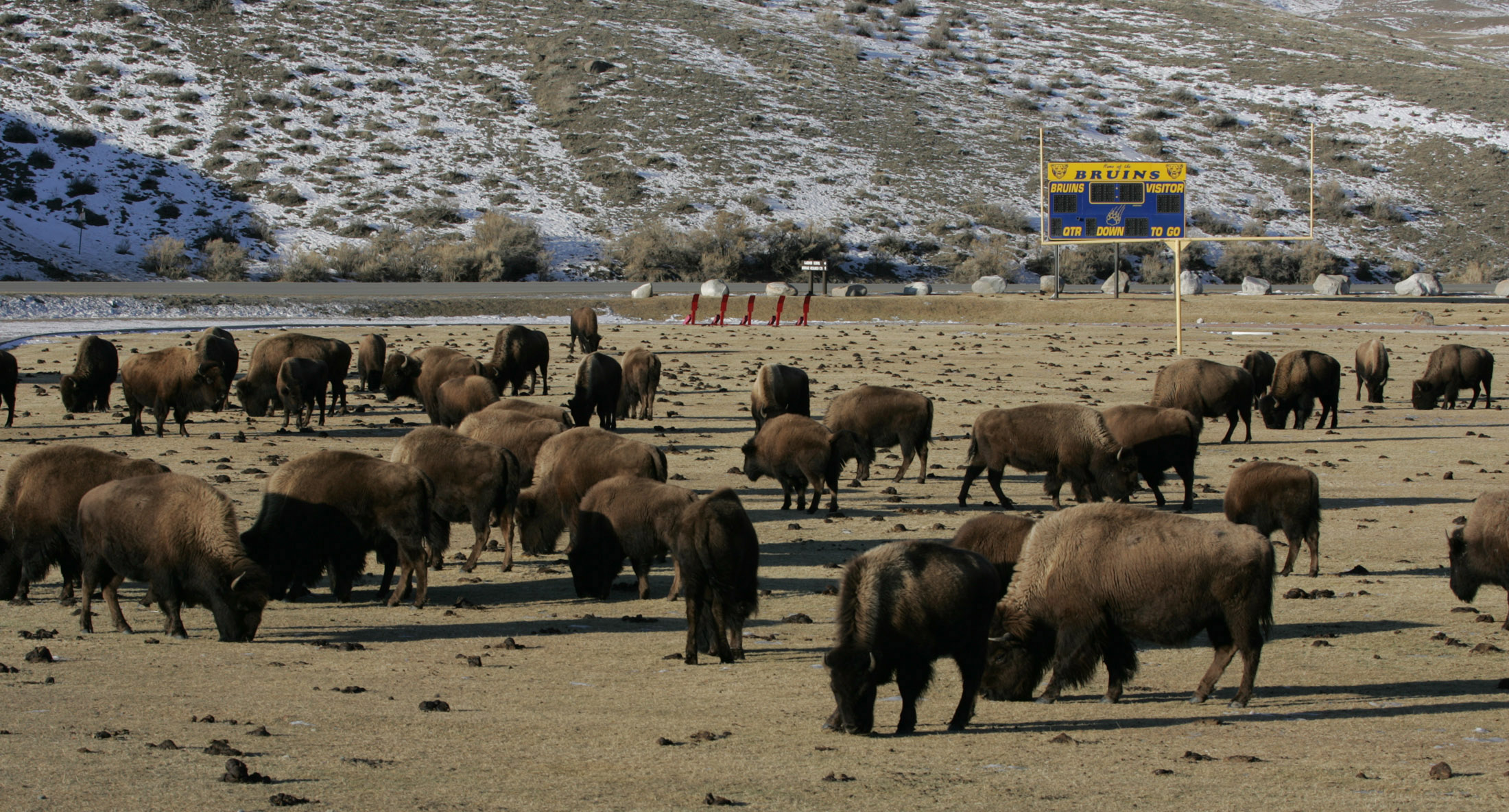 A large herd of bison graze on the Gardiner School football field.