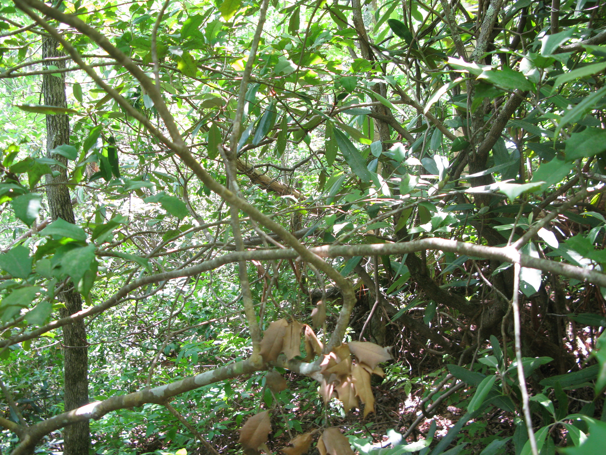 GRSM Accuracy Assessment. Plot Code: GRSM_AA_0784_5