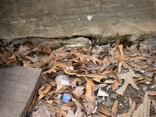 KEAQ-Existing Conditions Aquatic Greenhouses 1,2 & 3 March 4, 2011