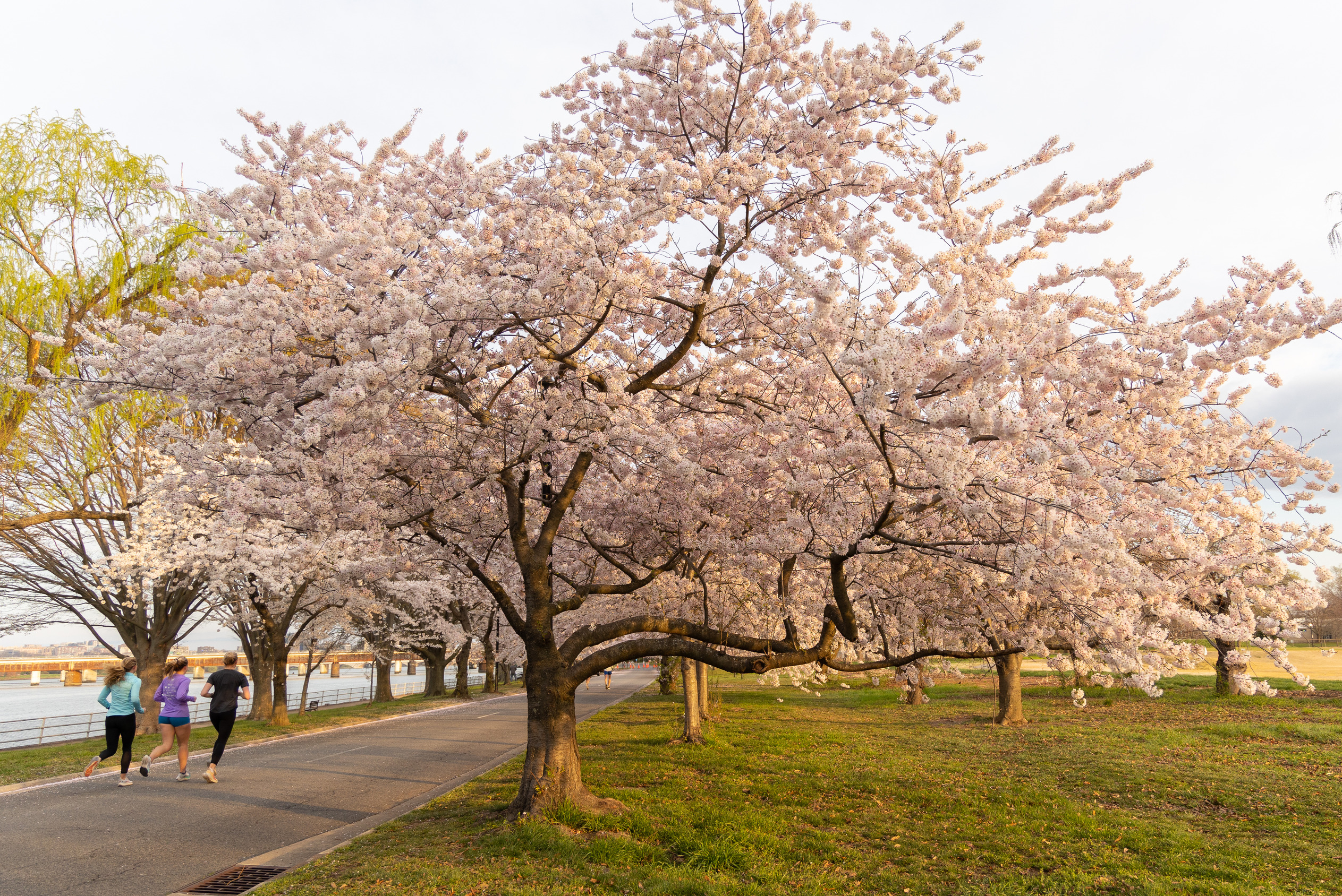 A group of three runners run along a road surrounded by large blooming cherry blossoms