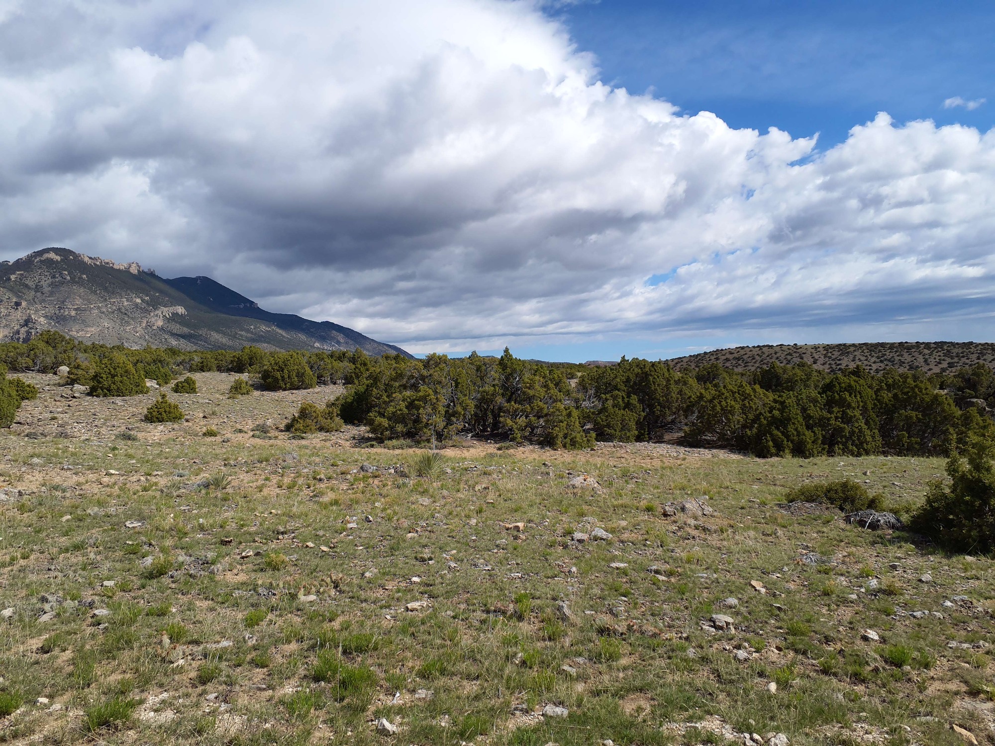 Photo of the landscape and upland vegetation in Bighorn Canyon National Recreation Area.