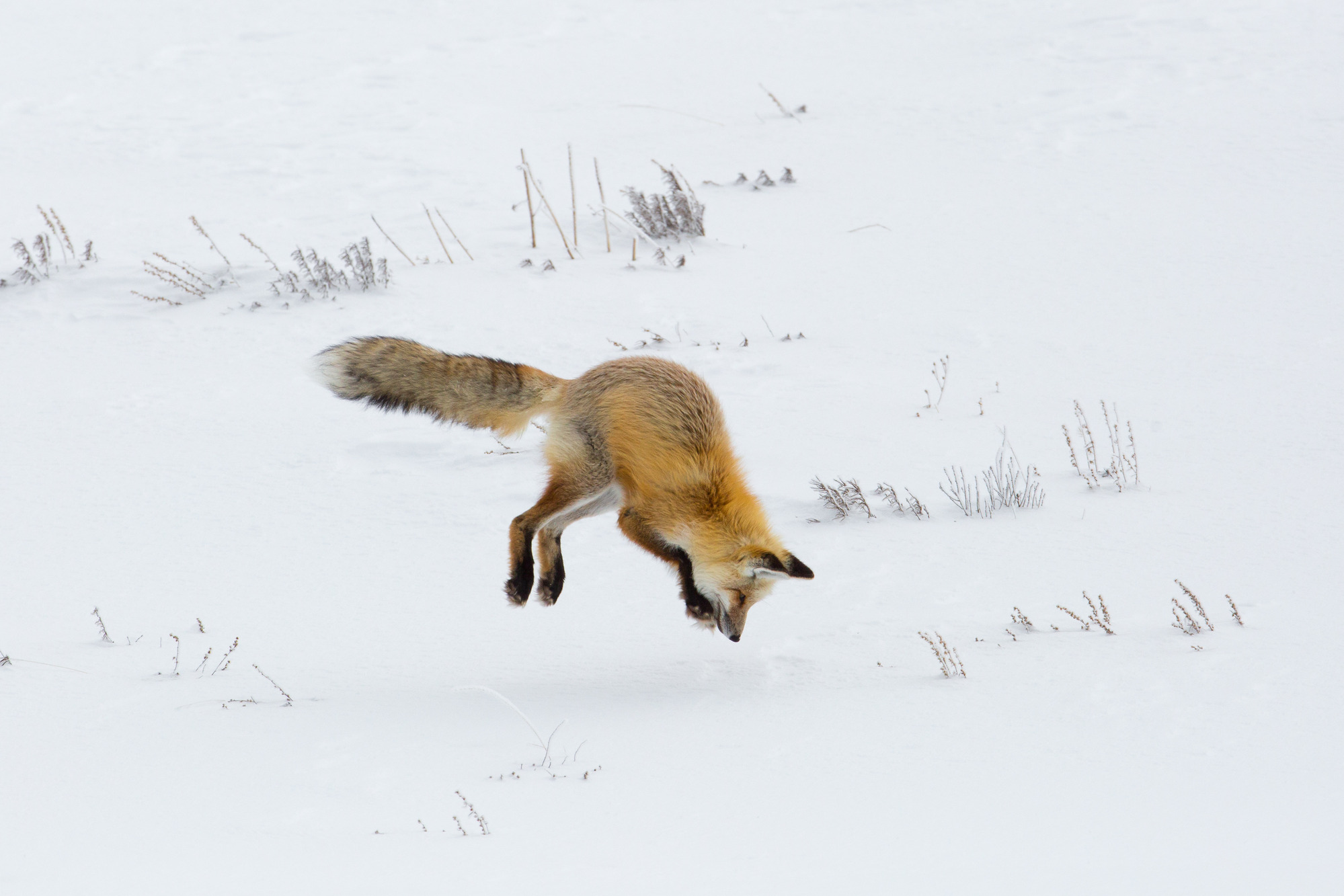 Fox is in air ready to hit the snow in a dive for prey.
