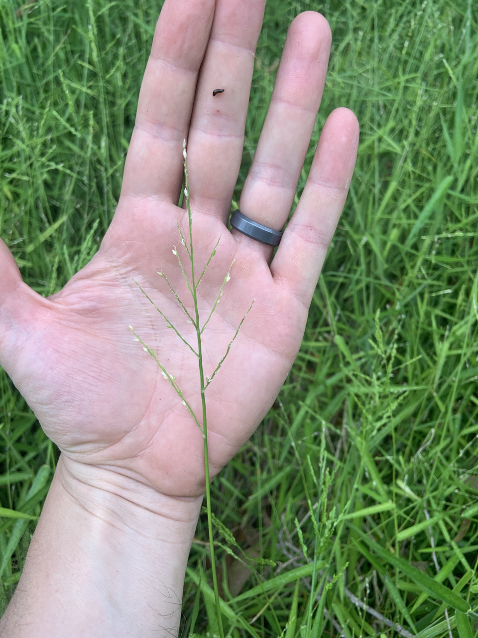 Photo of plant species Entolasia marginata