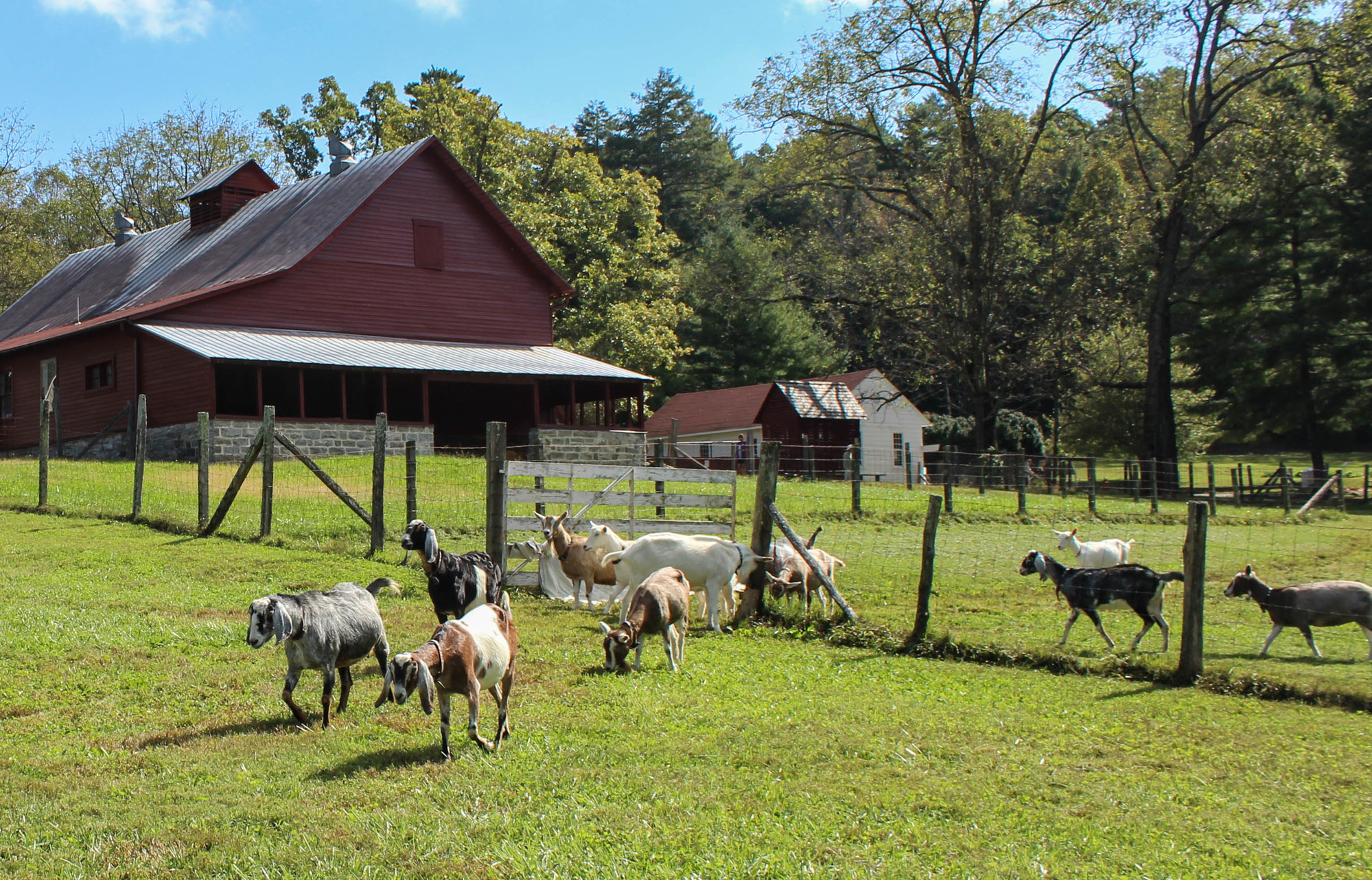 Herd of goats walking through a fence near a farm building 