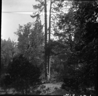 Hetch Hetchy, Yosemite National Park, Misc. Birds Sapsucker holes in tree.. SEKI Historic Image