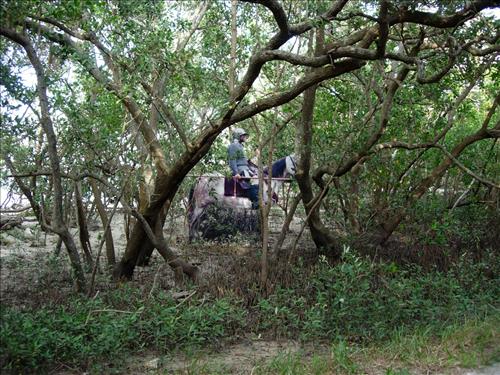 Cutout exhibits of 16th century explorers and Native Americans on the nature trail at De Soto National Memorial in Dec. 2004