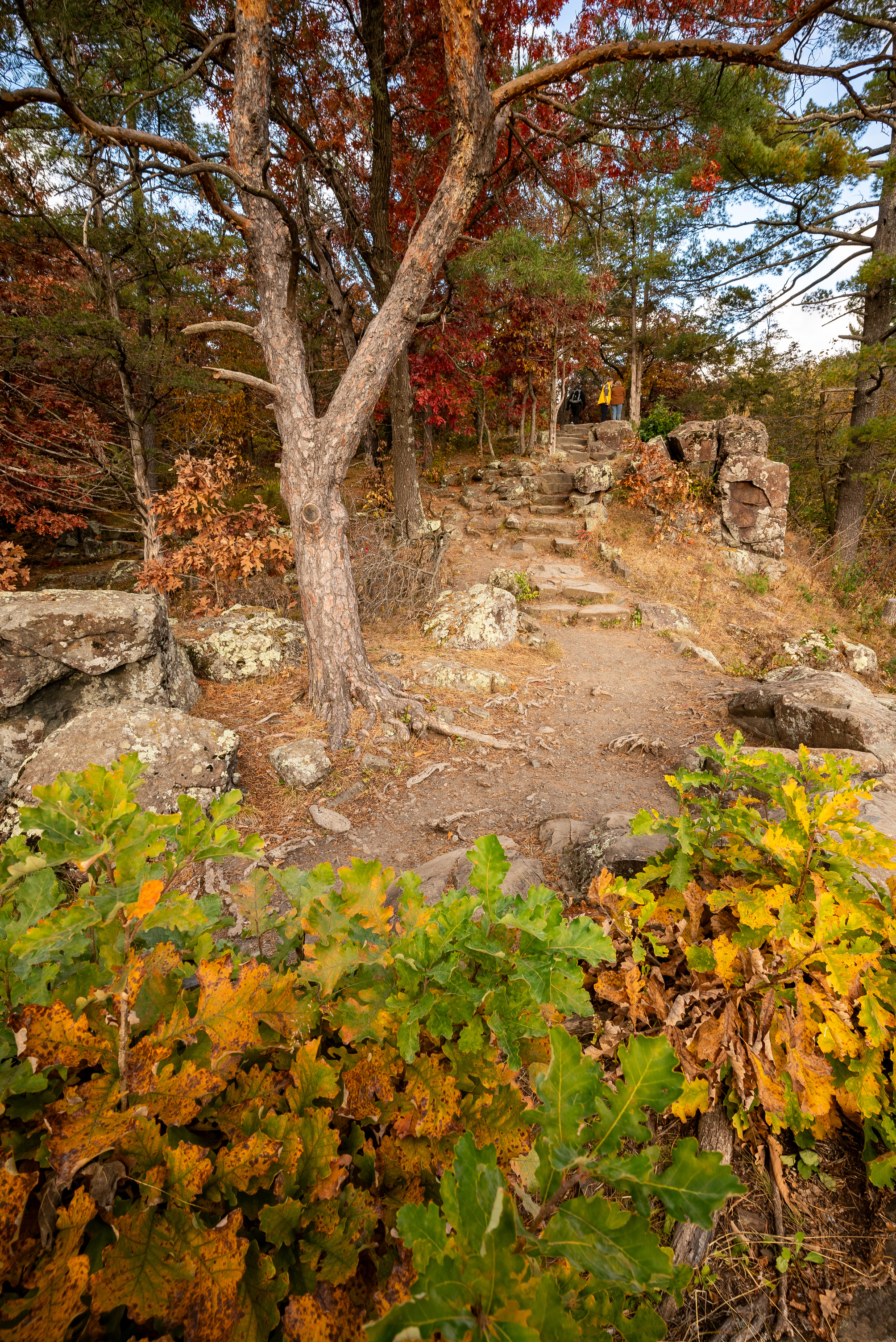 Photograph of a forest scene in autumn with trees covered in colorful foliage and fallen leaves scattered across a trail leading into the forest.