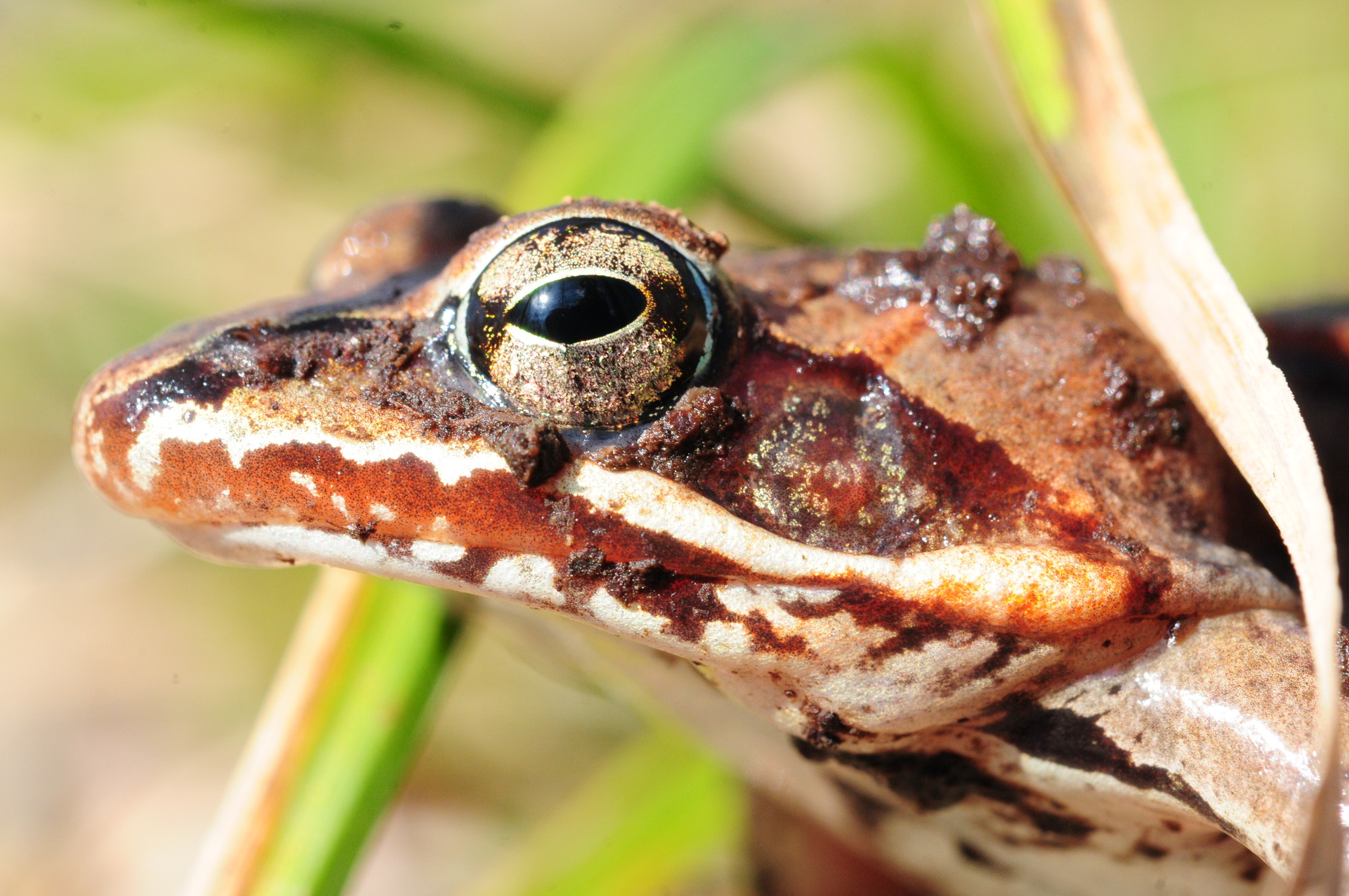 Profile of a mud-covered frog's head with thick brown and white stripes running parallel to its mouth. The large eye sticks out from the head and has an oval shaped iris.