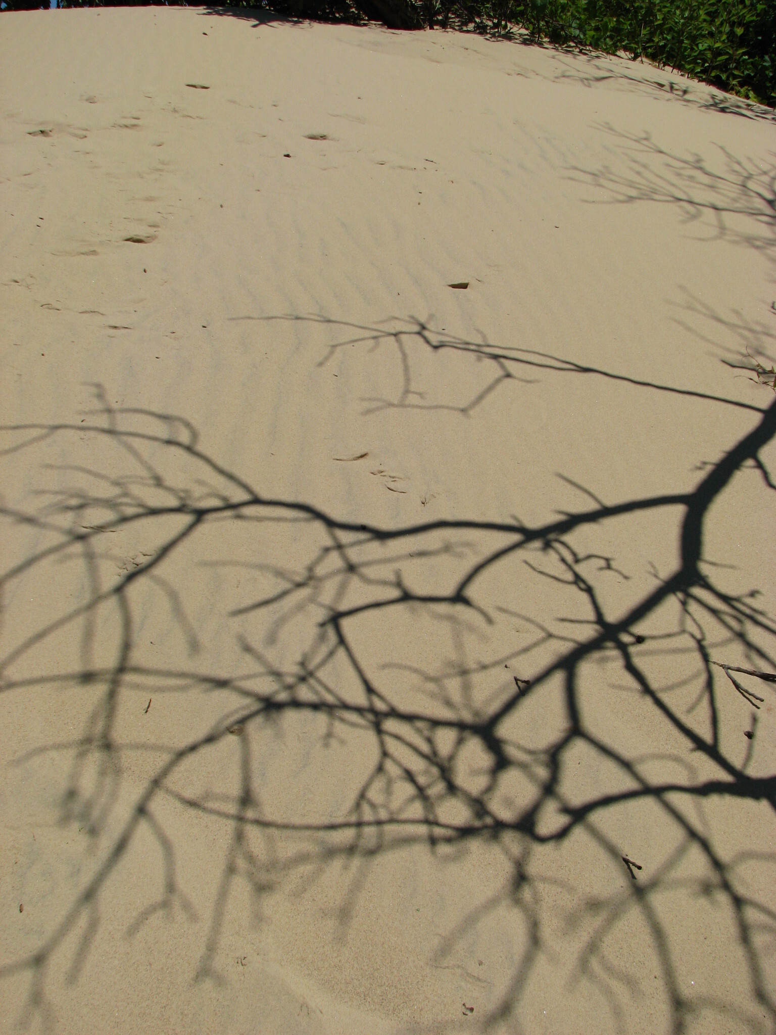 Photograph of wind ripples on the face of a dune. Caption follows.