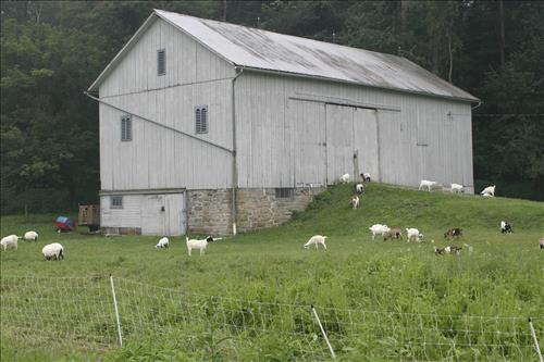 Goatfeathers Point Farm