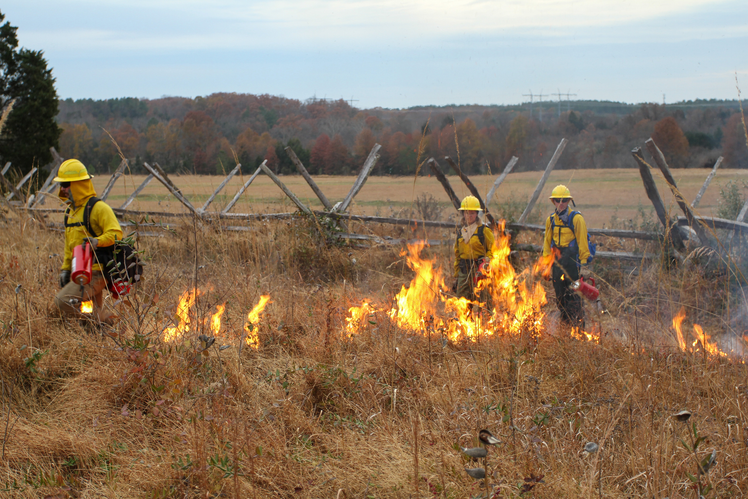 Three people wearing wildland fire protective equipment stand or walk with drip torches in field of high grass near historic wooden fence.